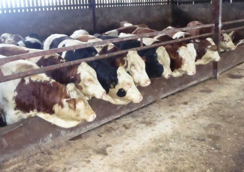 Fleckvieh Breeding Since 2005